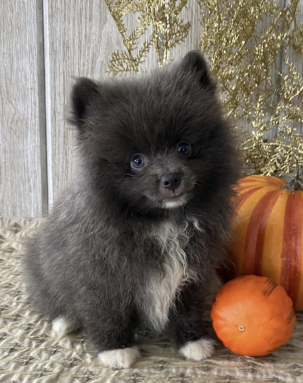 comprar cachorros sanos, baratos y asequibles para la venta